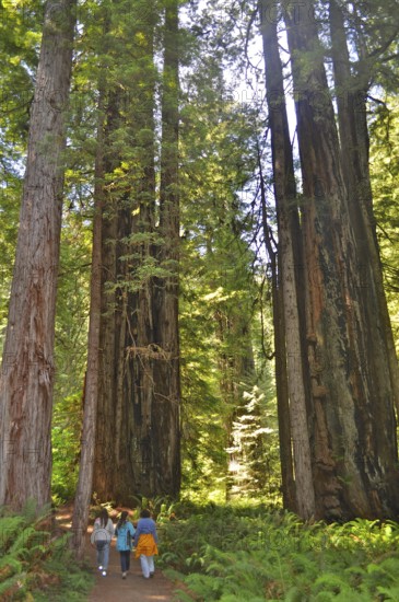 Group of people walking on a forest trail with tall trees, Redwood National Park, California, USA