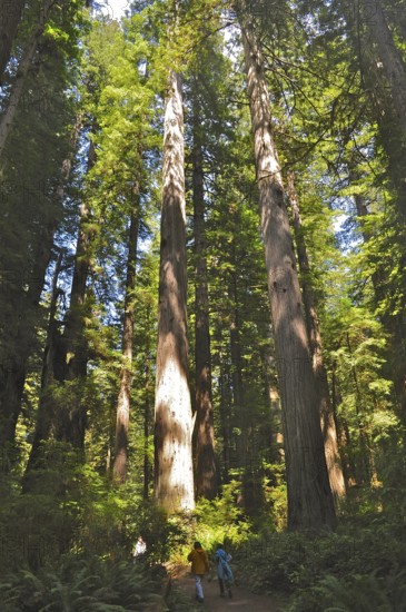 Two people walking on a path in the forest under tall trees, coast redwood (Sequoia sempervirens), Redwood National Park, California, USA