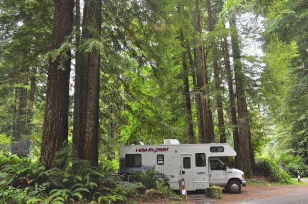 Motorhome in a green forest, surrounded by tall trees, coast redwood (Sequoia sempervirens), Redwood National Park, California, USA