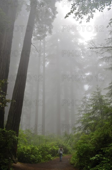 A person walks on a path through the misty, mysterious redwood forest, coast redwood (Sequoia sempervirens), Redwood National Park, California, USA