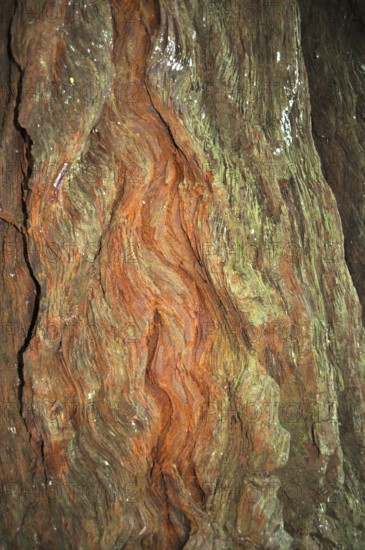 Close-up of patterned tree bark with greenish and reddish tones, from coast redwood (Sequoia sempervirens), Redwood National Park, California, USA