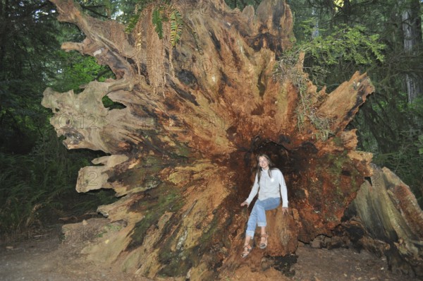 A woman sits in a large fallen redwood stump in the forest, Coast redwood (Sequoia sempervirens), Redwood National Park, California, USA