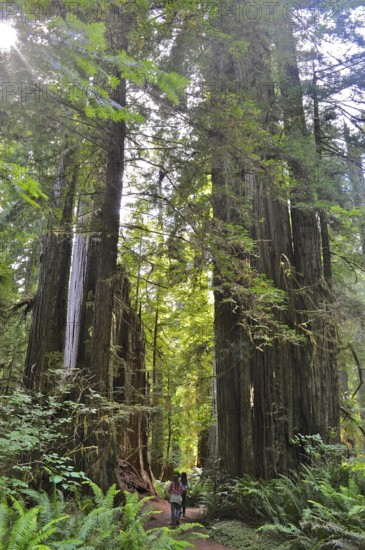 Hiker on a trail surrounded by majestic redwood trees, coast redwood (Sequoia sempervirens), Redwood National Park, California, USA
