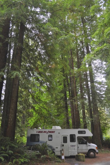 Motorhome parked in a dense forest with impressively tall trees, coast redwood (Sequoia sempervirens), Redwood National Park, California, USA