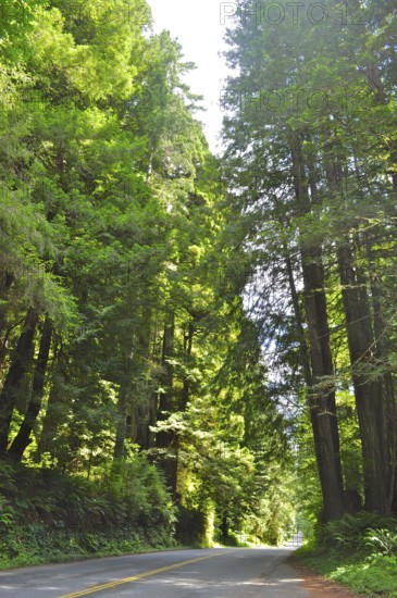Sunlit road through a dense green forest, coast redwood (Sequoia sempervirens), Redwood National Park, California, USA