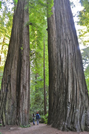 Two people explore a path between huge tree trunks, coast redwood (Sequoia sempervirens), in a dense forest, Redwood National Park, California, USA