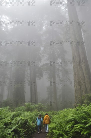 Two people on a fog-shrouded path surrounded by ferns and tall trees, Coast Redwood (Sequoia sempervirens), Redwood National Park, California, USA
