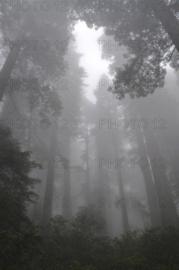 A dense forest of majestic trees, coast redwood (Sequoia sempervirens), surrounded by heavy fog and a quiet atmosphere, Redwood National Park, California, USA