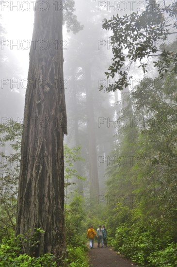 Three people walking through a misty forest surrounded by tall, impressive trees, coast redwood (Sequoia sempervirens), Redwood National Park, California, USA