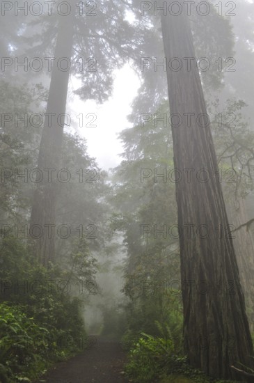 A misty forest with tall trees, coast redwoods (Sequoia sempervirens), and a narrow path that creates a mystical atmosphere, Redwood National Park, California, USA