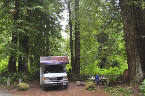 Motorhome next to picnic tables in a green forest, coast redwood (Sequoia sempervirens), a feeling of camping and tranquillity, Redwood National Park, California, USA