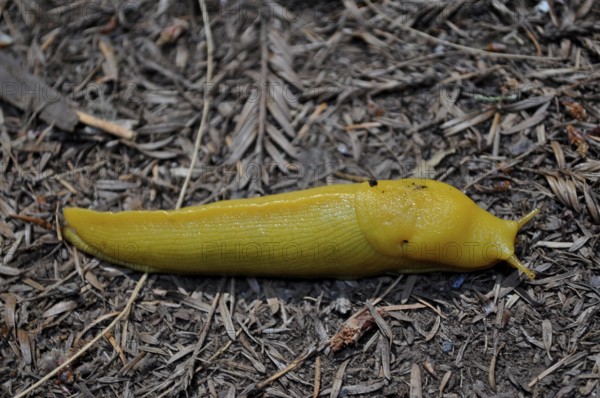 Banana slug (Ariolimax stramineus) on dry forest floor, bright yellow contrasts with the dark soil, Redwood National Park, California, USA