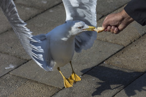 Mediterranean gull (Larus michahellis) taking a piece of bread from a hand, Venice, Veneto, Italy