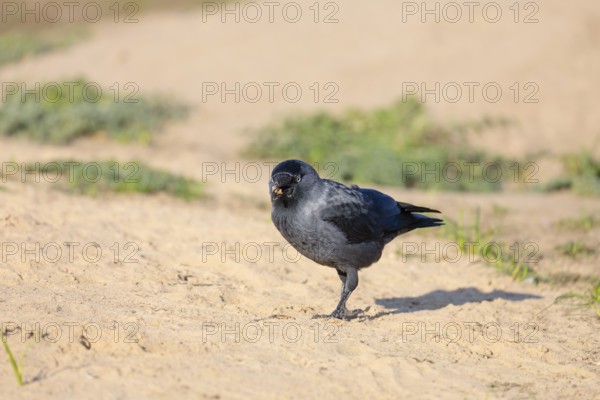 A western jackdaw (Coloeus monedula) searches for food in a sandy area on a sunny day. Czech Republic