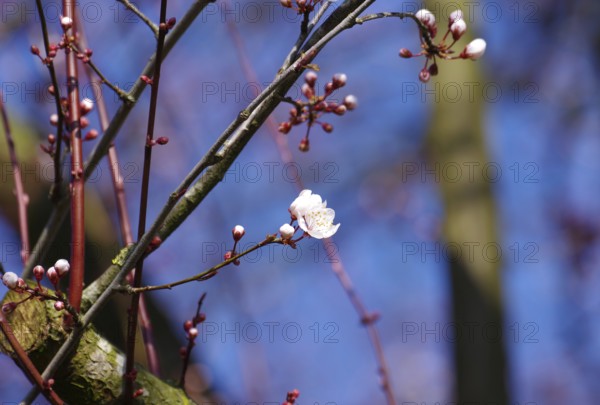 Cherry plum (Prunus cerasifera), blossom, buds, spring, blue sky, colourful, Germany