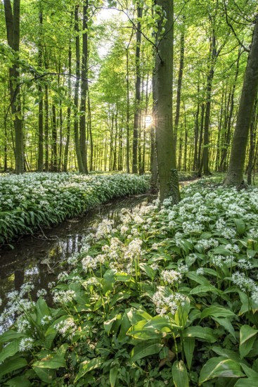 A green forest with wild garlic (Allium ursinum) in bloom and rays of sunshine shining through the trees, Bagno, Steinfurt, North Rhine-Westphalia, Germany