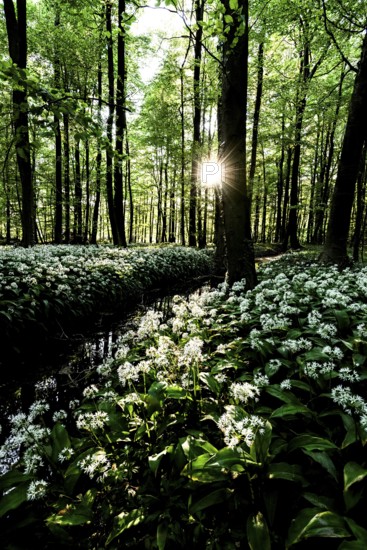 Sunlight breaks through the trees in a dense forest full of wild garlic (Allium ursinum), Bagno, Steinfurt, North Rhine-Westphalia, Germany