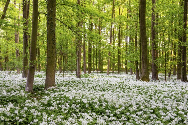 A dense forest with trees surrounded by flowering white wild garlic (Allium ursinum) in a peaceful atmosphere, Bagno, Steinfurt, North Rhine-Westphalia, Germany