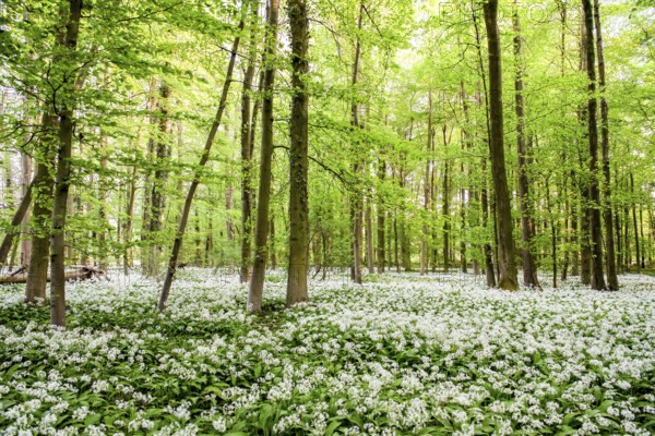 A blooming spring forest with a carpet of white wild garlic (Allium ursinum) and tall trees, Bagno, Steinfurt, North Rhine-Westphalia, Germany