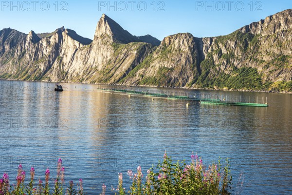 Salmon farm, aquaculture in the Mefjord on Senja island, in the background the peak of famous Segla mountain, Norway