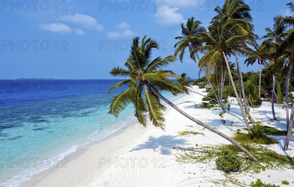 Bird's eye view of turquoise blue lagoon and bright white beach sandy beach beach with coconut palms (Cocos nucifera), Filaidhoo, Raa Atoll, Maldives