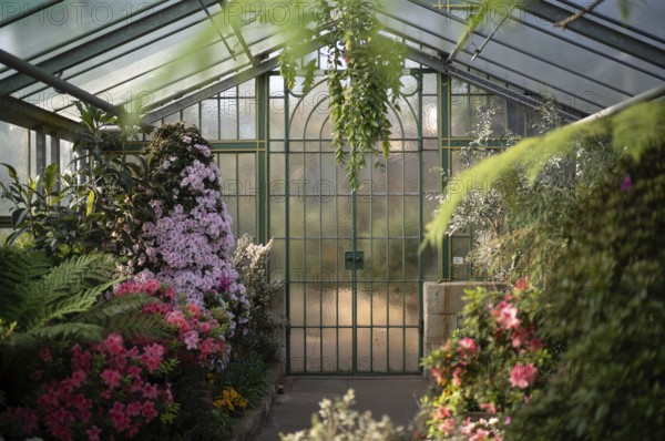Interior view of azaleas (rhododendrons) in the greenhouse, Wilhelma, Zoological-Botanical Garden, Stuttgart, Baden-Württemberg, Germany