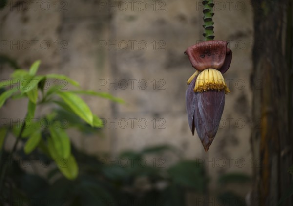 Interior view of banana blossom (banana heart) in the greenhouse, Wilhelma, Zoological-Botanical Garden, Stuttgart, Baden-Württemberg, Germany
