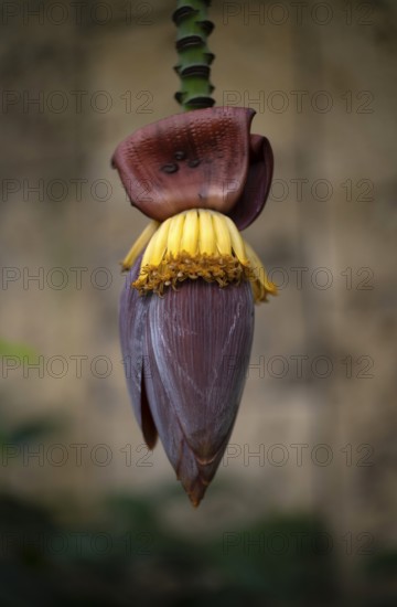 Interior view of banana blossom (banana heart) in the greenhouse, Wilhelma, Zoological-Botanical Garden, Stuttgart, Baden-Württemberg, Germany