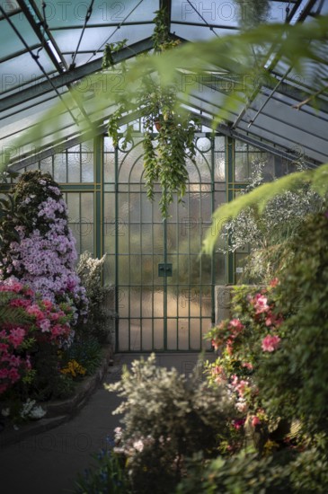 Interior view of azaleas (rhododendrons) in the greenhouse, Wilhelma, Zoological-Botanical Garden, Stuttgart, Baden-Württemberg, Germany