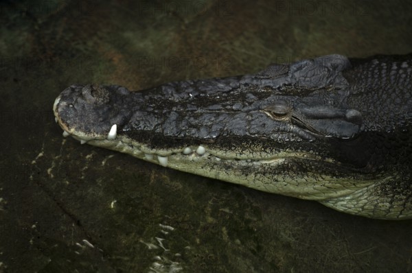 Inguinal crocodile, also known as saltwater crocodile (Crocodylus porosus) Animal portrait, captive, Germany