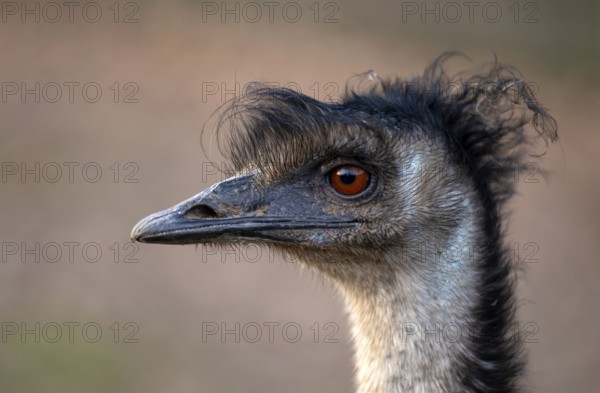 Emu (Dromaius novaehollandiae) captive, animal portrait, Germany