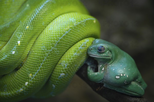 Coral-fingered tree frog (Litoria caerules), sitting on a branch, clinging to green tree python (Morelia viridis), captive, occurring in New Guinea, captive, Germany
