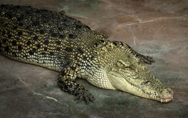 White crocodile, also known as saltwater crocodile (Crocodylus porosus), albino, animal portrait, captive, Germany