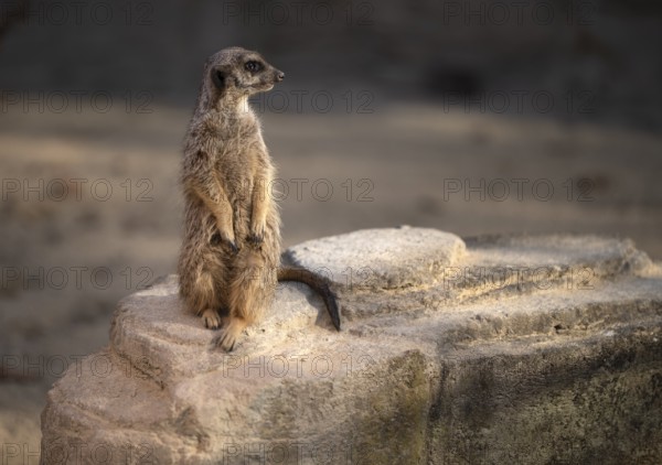Meerkat (Suricata suricatta), captive, on the lookout, Germany