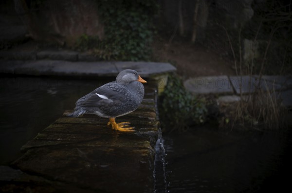 Magellanic steamboat duck (Tachyeres pteneres), captive, Germany