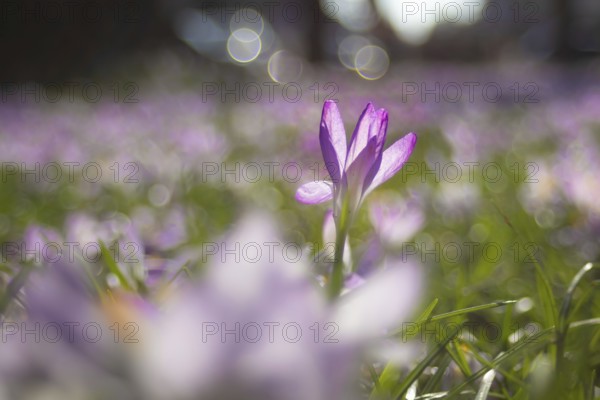 There are countless purple crocuses in a meadow in Frankfurt am Main. Spring is just around the corner, Frankfurt am Main, Hesse, Germany