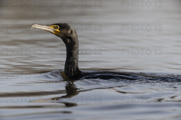 Cormorant (Phalacrocorax carbo), Emsland, Lower Saxony, Germany