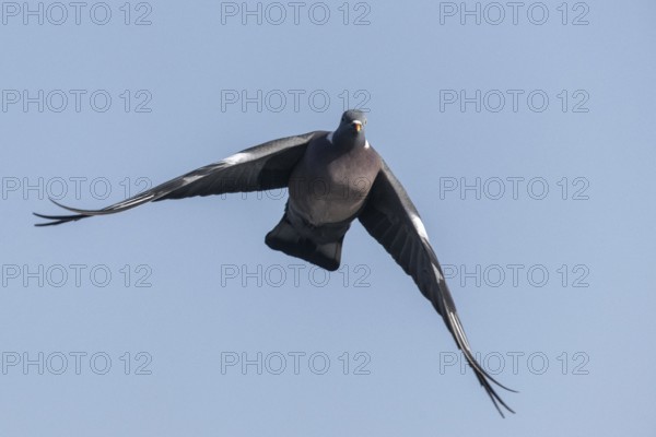 Woodpigeon (Columba palumbus), Emsland, Lower Saxony, Germany