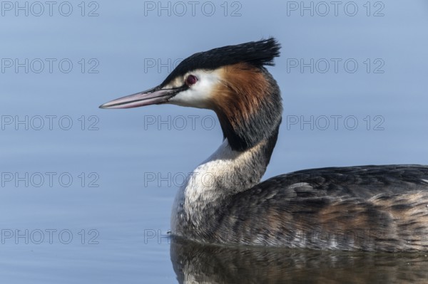 Great Crested Grebe (Podiceps cristatus), Emsland, Lower Saxony, Germany