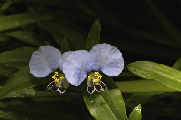 Commelina erecta, upright dayflower, slender dayflower, blossoms, blooming, Stellenbosch Botanic Garden, Western Cape, South Africa