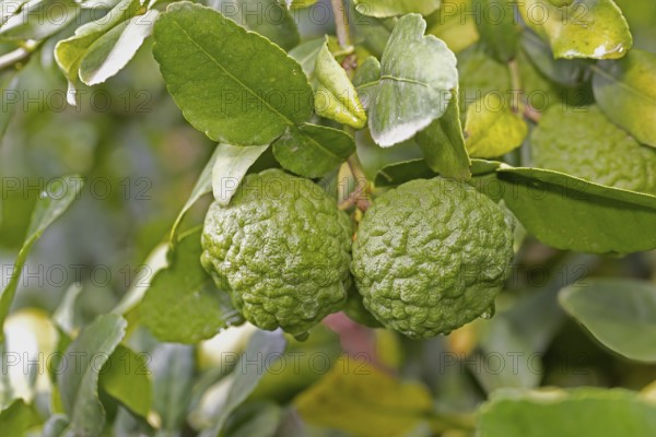 Citrus hystrix, kaffir lime, thai lime, makrut lime, citrus fruit, leaves, Stellenbosch Botanic Garden, Western Cape, South Africa
