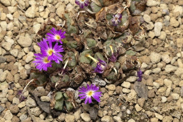 Conophytum bicarinatum, living stones, blooming, flowers, Stellenbosch Botanic Garden, Western Cape, South Africa