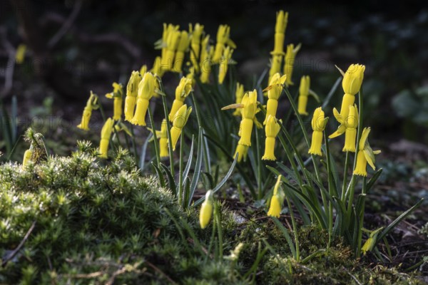 Cyclamen narcissus (Narcissus cyclamineus), Emsland, Lower Saxony, Germany