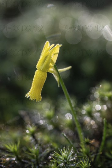 Cyclamen narcissus (Narcissus cyclamineus), Emsland, Lower Saxony, Germany