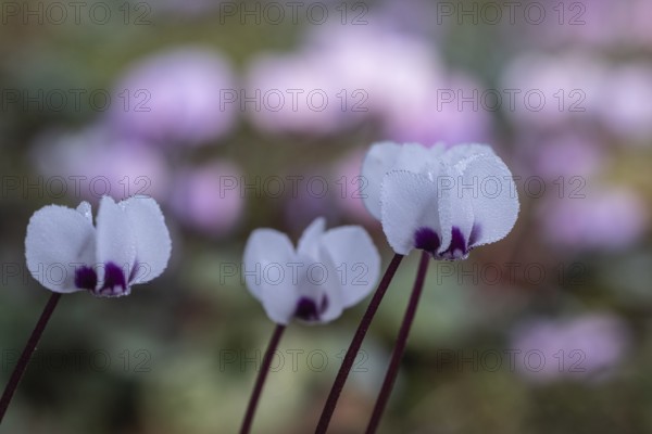 Early spring cyclamen (Cyclamen coum), Emsland, Lower Saxony, Germany