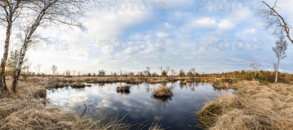 Still water of the moor reflects a cloudy sky, birch trees (Betula pendula) surround the area, panorama, Gildehauser Venn, Bad Bentheim, Lower Saxony, Germany