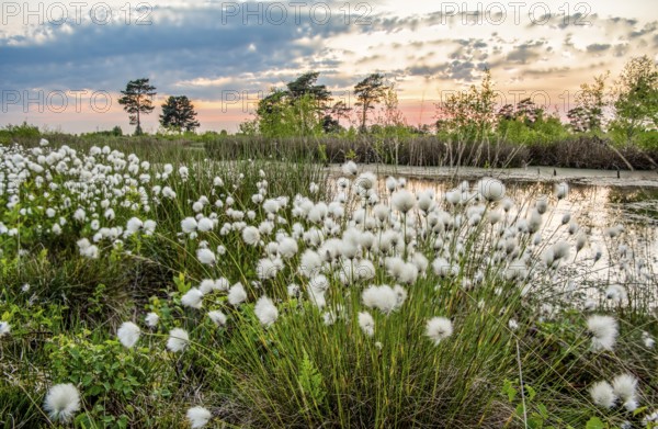 White fruiting sheath cottongrass (Eriophorum vaginatum) in the foreground of a rewetted raised bog, while a colourful sunset adorns the sky, Rhedener Geestmoor, Dümmer nature park Park, Lower Saxony, Germany