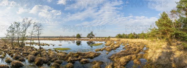 Panoramic view of a wide moor landscape with water areas and cloudy sky, birch trees (Betula pendula) surround the area, Gildehauser Venn, Bad Bentheim, Lower Saxony, Germany