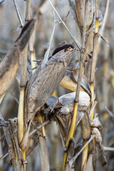 Close-up of dried corn plants (Zea mays) with a straw-like texture and autumnal ambience, Steinfurt, North Rhine-Westphalia, Germany
