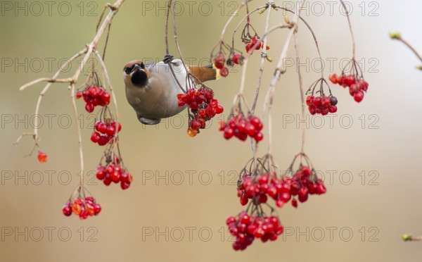 A waxwing (Bombycilla garrulus) foraging among the red berries of the common snowball (Viburnum opulus), Kirchdorf, Diepholz district, Lower Saxony, Germany